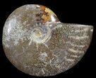 Polished, Agatized Ammonite (Cleoniceras) - Madagascar #59862-1